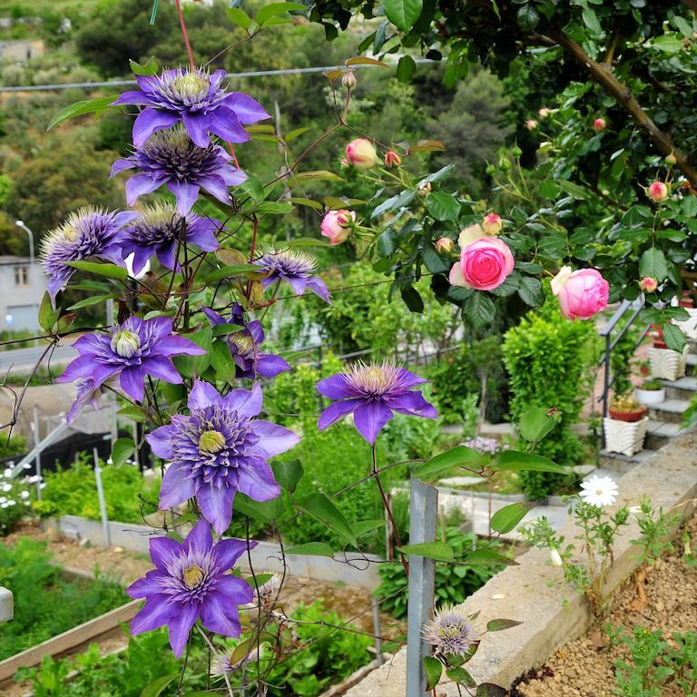 Le Rose Villa San Biagio della Cima Exterior foto