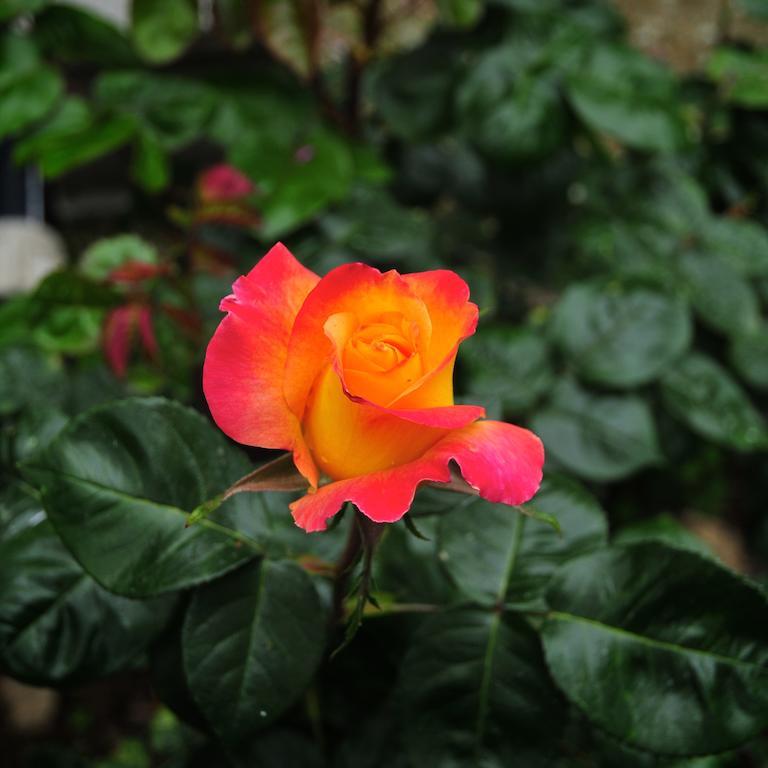 Le Rose Villa San Biagio della Cima Exterior foto