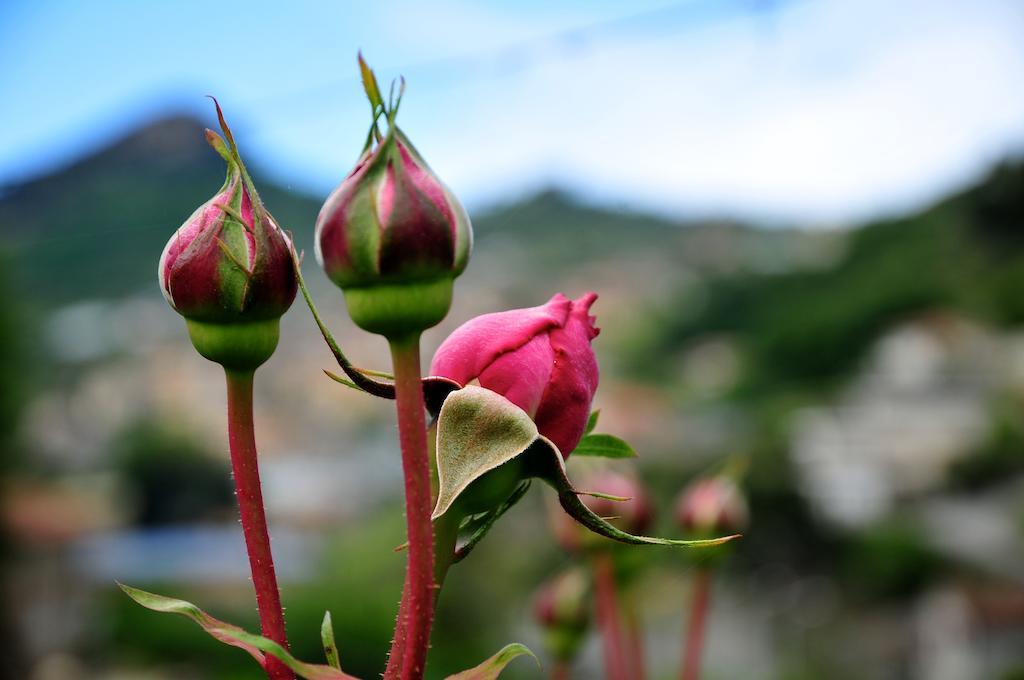 Le Rose Villa San Biagio della Cima Exterior foto