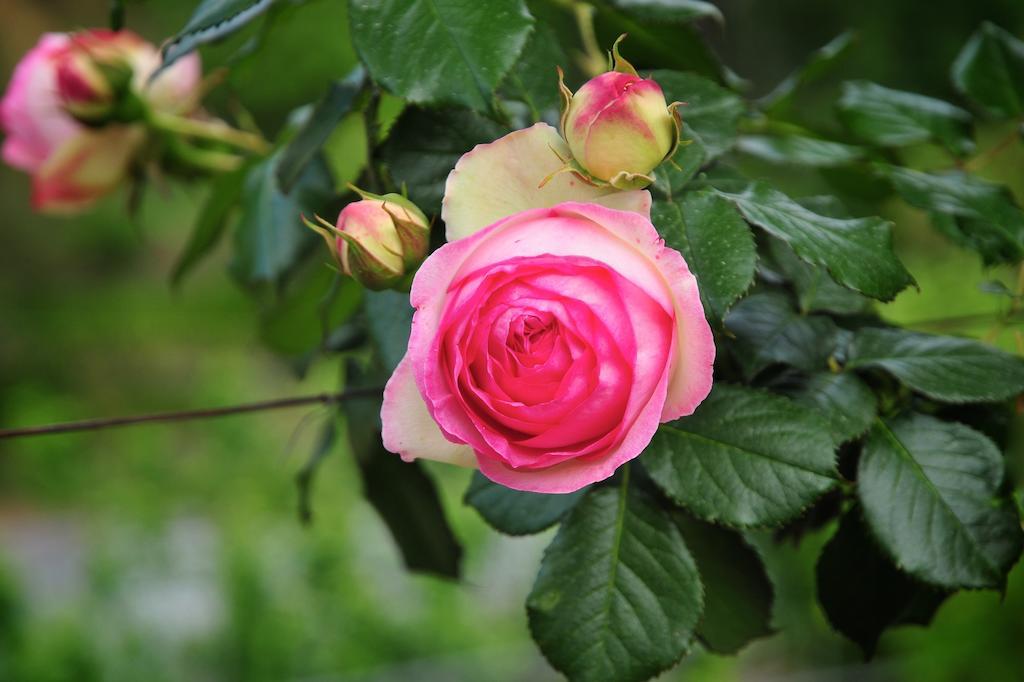 Le Rose Villa San Biagio della Cima Exterior foto