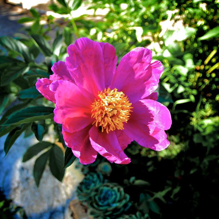 Le Rose Villa San Biagio della Cima Exterior foto