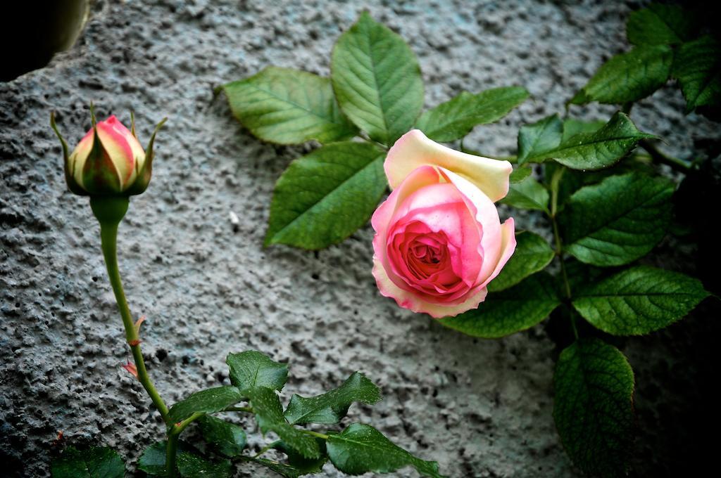 Le Rose Villa San Biagio della Cima Exterior foto