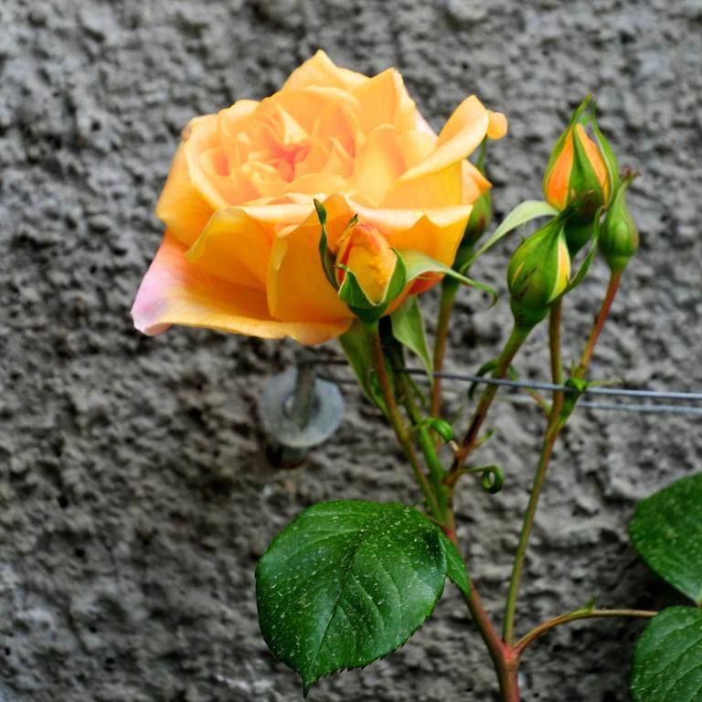 Le Rose Villa San Biagio della Cima Exterior foto