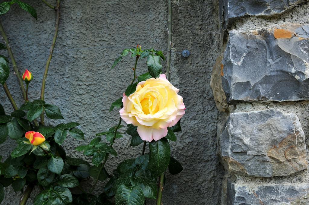 Le Rose Villa San Biagio della Cima Exterior foto