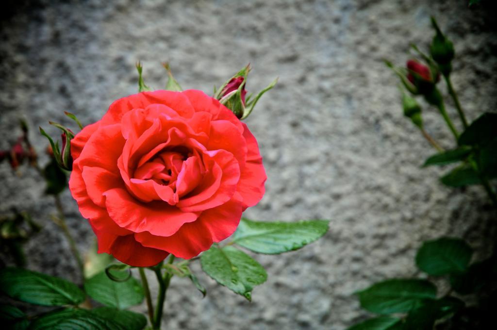 Le Rose Villa San Biagio della Cima Exterior foto