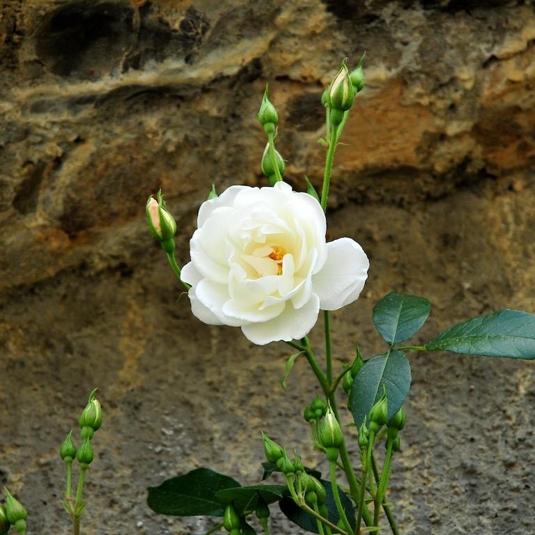 Le Rose Villa San Biagio della Cima Exterior foto