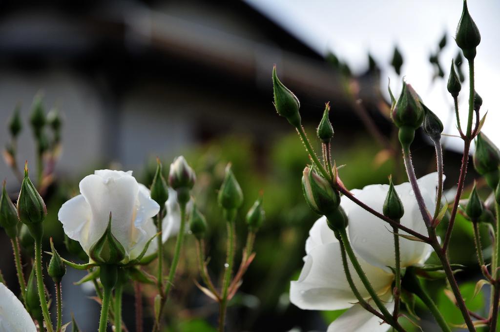 Le Rose Villa San Biagio della Cima Exterior foto