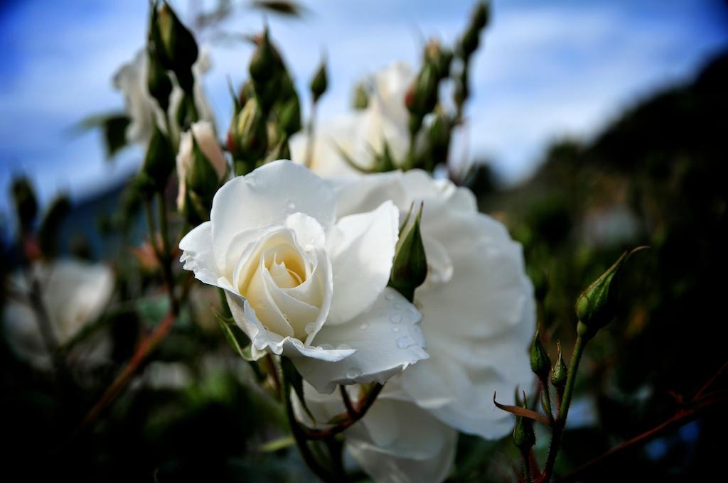 Le Rose Villa San Biagio della Cima Exterior foto