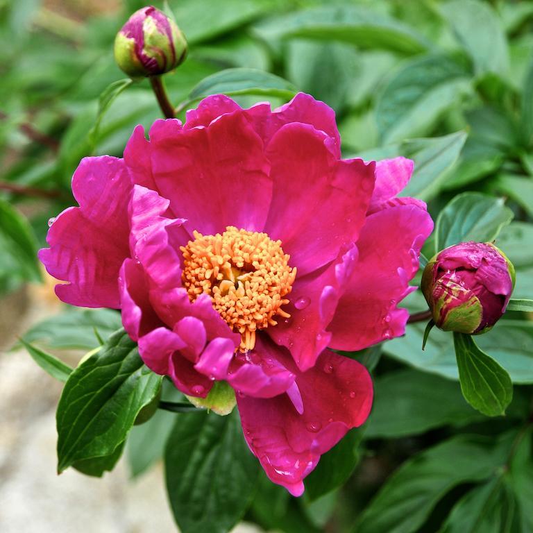 Le Rose Villa San Biagio della Cima Exterior foto